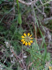 Coronilla minima