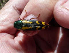 Buprestis rufipes
