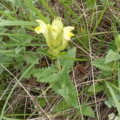 Scutellaria caucasica