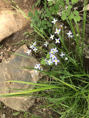 Houstonia serpyllifolia