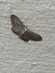 Idaea seriata