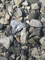 Plebejus anna