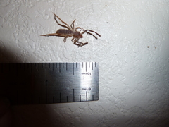Ammotrechidae