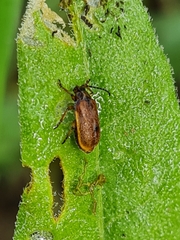 Galerucella pusilla