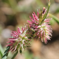 Onobrychis caput-galli