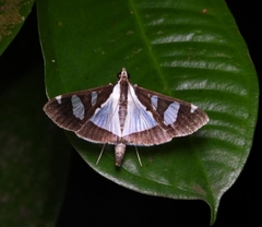 Glyphodes actorionalis