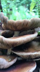 Cyclocybe parasitica