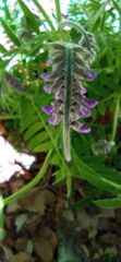 Vicia sibthorpii