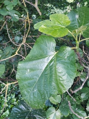 Ficus carica