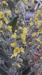 Verbascum pulverulentum