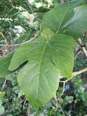 Ficus carica