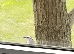 Spizella passerina passerina