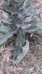Verbascum pulverulentum