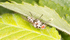 Anthomyia pluvialis