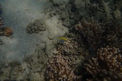 Neoglyphidodon melas