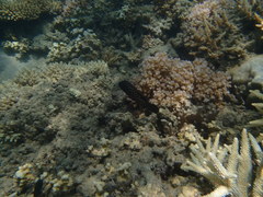 Cephalopholis cyanostigma