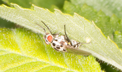 Anthomyia pluvialis
