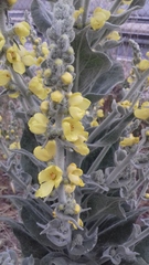 Verbascum pulverulentum