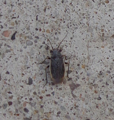 Hemiptera