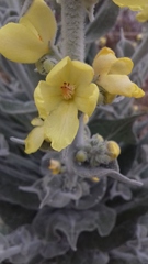 Verbascum pulverulentum