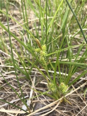 Carex cryptolepis