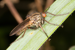 Empis livida