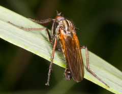 Empis livida