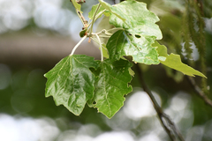Populus alba