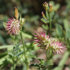 Onobrychis caput-galli