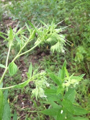 Lithospermum subsetosum