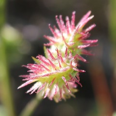 Onobrychis caput-galli