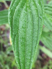 Lithospermum subsetosum