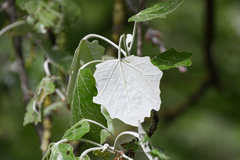 Populus alba