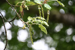 Populus alba