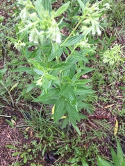 Lithospermum subsetosum