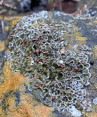 Psora pseudorussellii