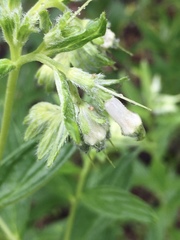 Lithospermum subsetosum