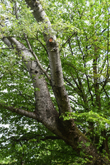 Populus alba