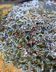 Psora pseudorussellii