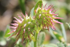 Onobrychis caput-galli