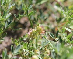 Onobrychis caput-galli