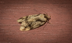 Barea basigramma
