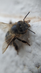 Apis mellifera