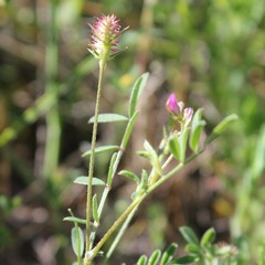 Onobrychis caput-galli