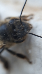 Apis mellifera