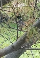 Spizella passerina passerina