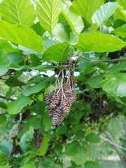 Alnus glutinosa