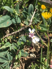 Iberis procumbens