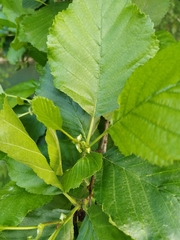 Alnus glutinosa