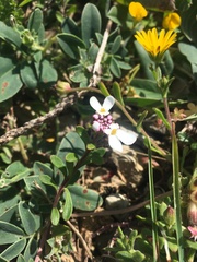 Iberis procumbens